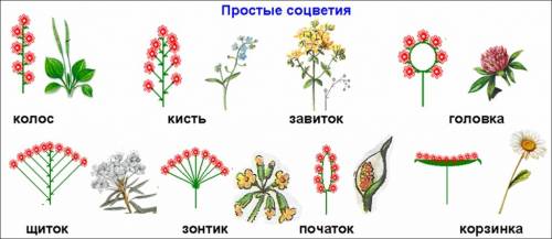 Простые соцветия тип соцветия описание примеры растений рисунок 1 2 3 4 5 6 7 8