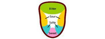12 Укажите часть языка, где расположены рецепторы, которые различают вкус сладкого: а) на кончике; б
