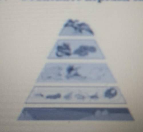 2. Объясните переход энергии в экологический пирамиде​