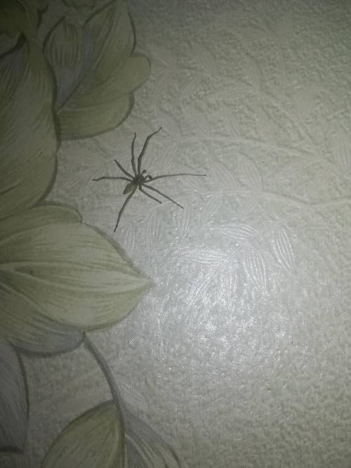 Кто-то знает, что это за вид паука? Он кажется безобидный, сидит себе на стеночке никого не трогает