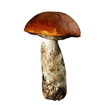  Какую роль в жизни человека играет изображённый на рисунке гриб. а) является ядовитым б) использует