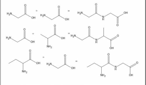 CРОЧНО Составьте дипептиды из А) 2 х молекул глицина Б) глицина и аланина В) 2-аминобутановой кислот