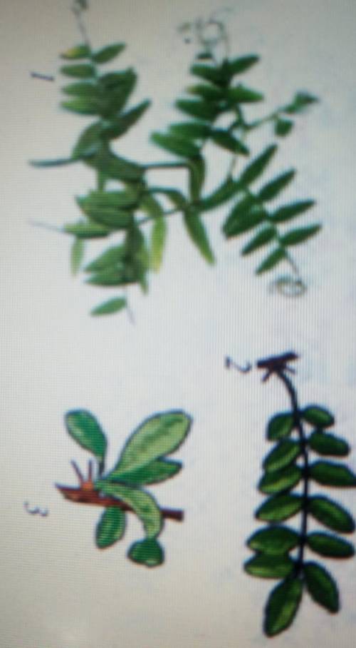 2. Расскажите о растениях, изображенных на рисунках