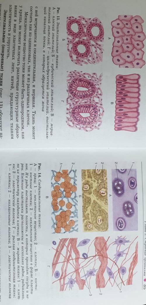2. Просмотрите под микроскопом образцы эпителиальной и соединительной тканей. С рисунков 13 и 14 рас