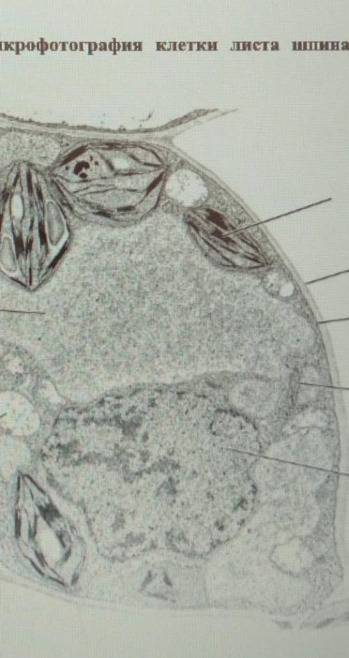 BU CU D 2. На рисунке представления микрофотография клеток листа кината, полученная с электронного м