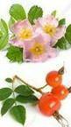 На рисунке изображено Двудольное Цветковое растение (Rosa canina) из Розоцветных, плоды которого изд