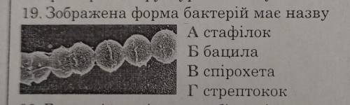 Зображена форма бактерій має назву?​