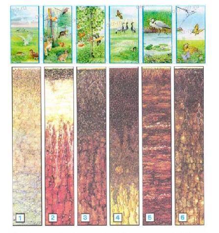 тема Земля кормилица Какая почва в каждом из этих мест с иллюстрации текста учебника дострой модель
