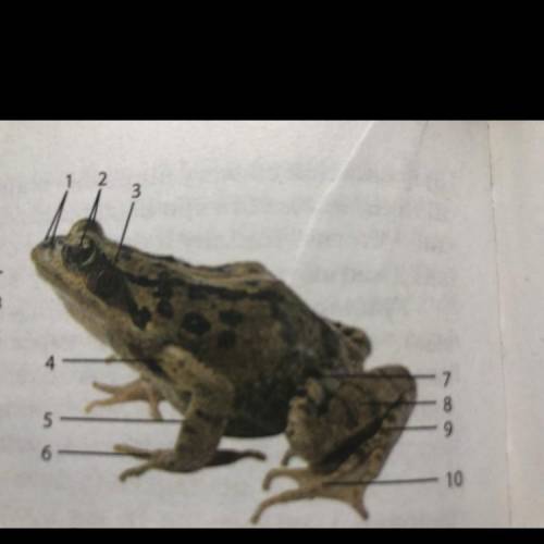 5. Визначте назви позначених на малюнку основних елементів зовнішньої будови жаби.