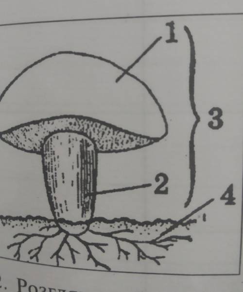 1. Розгляньте будову плодового тіла шапкових грибів. Знайдіть його основні частини і підпишіть їх на