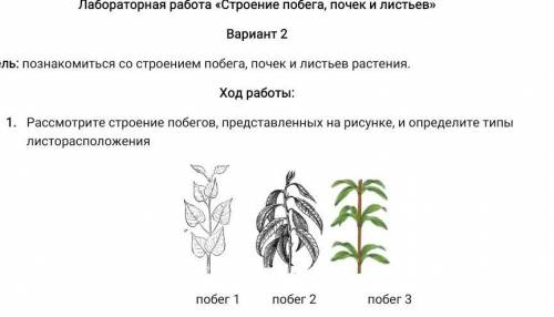 Конский Каштан Какое Листорасположение