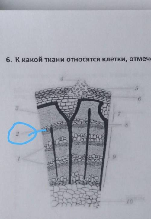 К какой ткани относится. К какой ткани относятся клетки. К какой ткани относятся на рисунке клетки. К какой ткани относятся отмеченные на рисунке клетки?. К какой ткани относятся клетки отмеченные на рисунке цифрой.