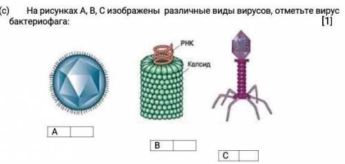 Биология 22