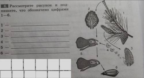 Рассмотрите рисунок 5 класс. Рассмотрите рисунок и подпишите что обозначено цифрами. Рассмотрите рисунок и подпишите что обозначено цифрами 1-6. Рассмотрим рисунок и Подпиши что обозначено цифрами 1 - 6. Что обозначено цифрами 1 — 6?.