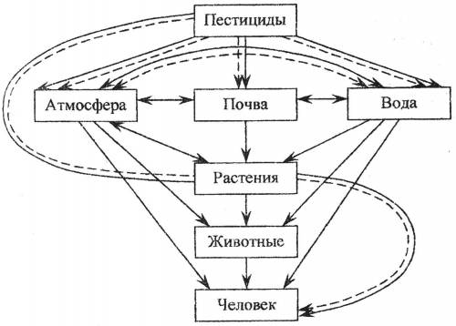 Представлена схема. Схема циркуляции пестицидов:. Влияние пестицидов на окружающую среду схема. Схема косвенного влияния пестицидов на организм человека. Источники пестицидов схема.