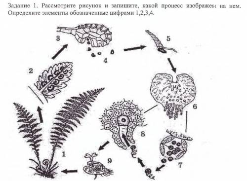 На данном рисунке изображен процесс