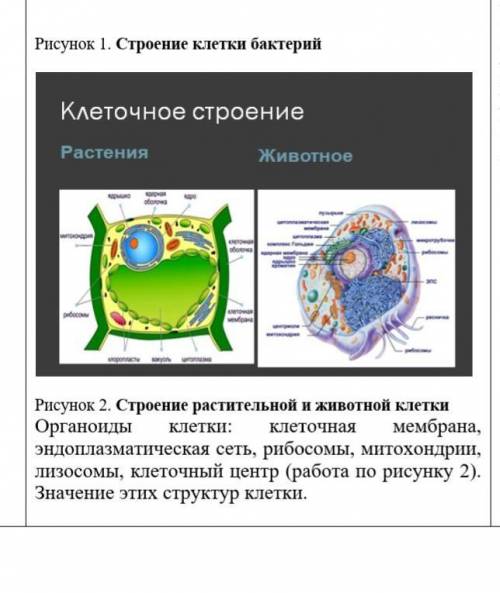 Как связано строение. Специализированные органоиды клетки. Автономные органоиды клетки это. Органоиды характерные для животной клетки. Органоиды только животной клетки.