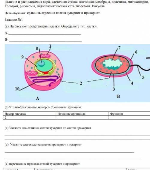 Тест клетки животных