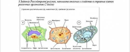 Рисунок растительной клетки какая структура клетки обозначена на рисунке буквой а впр 6 класс