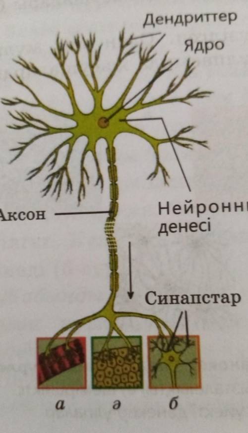 Нейронның құрылысы