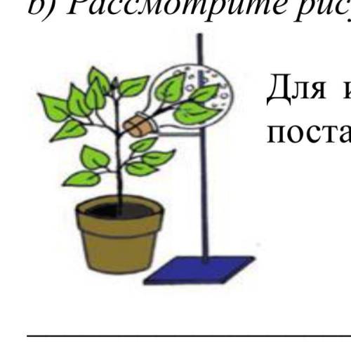 Рассмотрите рисунки 1 2 с изображением процессов жизнедеятельности растения как называют процесс