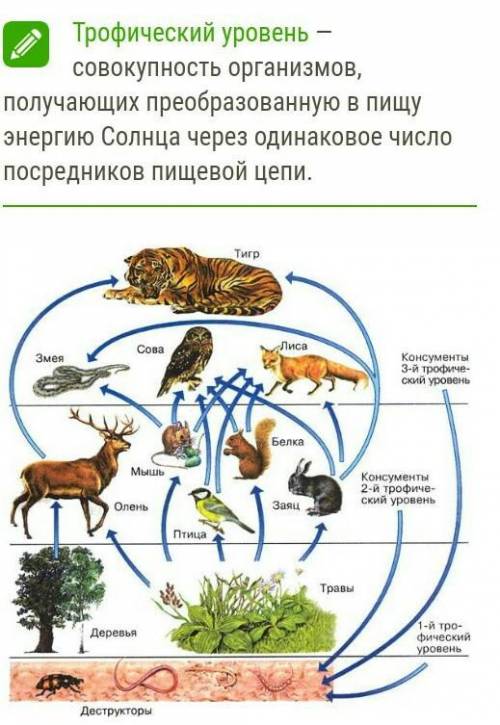 Составить схему пищевой цепи из перечисленных организмов обозначить трофические уровни