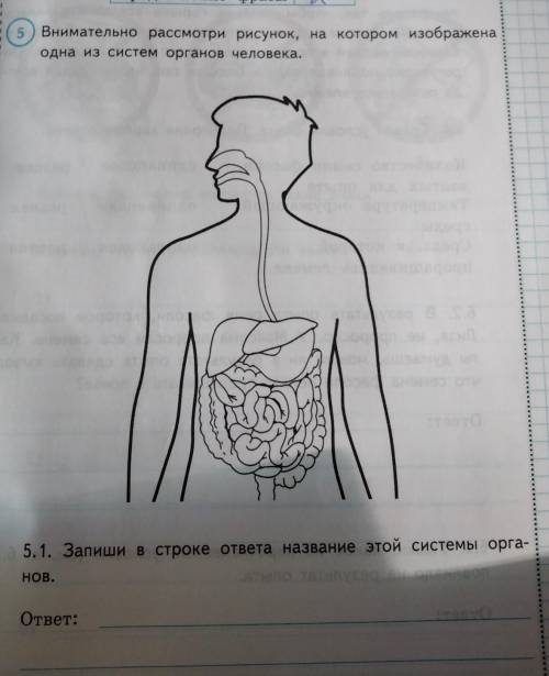 Внимательно рассмотри рисунок и ответь. Рассмотри внимательно рисунок на котором. Рисунок на котором изображена одна из систем органов человека. Внимательно рассмотрите рисунок. Одна на систем органов человека рассмотри рисунок, котором.