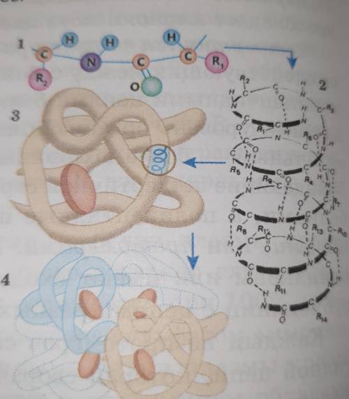 Какая структура молекулы белка схематично изображена на рисунке