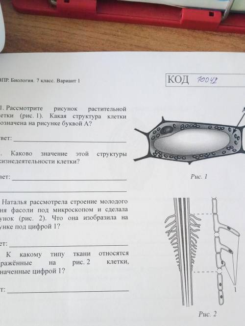 Рассмотри рисунок растительной клетки какая структура клетки обозначена на рисунке буквой а впр