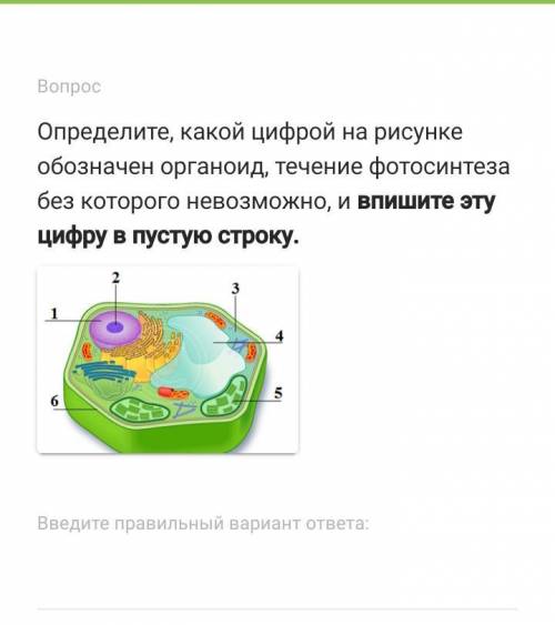 Какой цифрой на рисунке обозначен органоид. Фотосинтез органоид. Органоид без которого фотосинтез невозможен. Обозначен органоид, течение фотосинтеза без которого невозможно,. Органоид необходимый для фотосинтеза в растительной клетке.