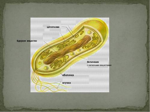 Исчезновение ядерной мембраны. Включения бактериальной клетки микробиология. Строение включений бактерий. Функции включений бактериальной клетки. Включения микробной клетки:.