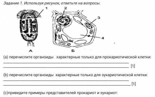 В органоиде показанном на рисунке происходит