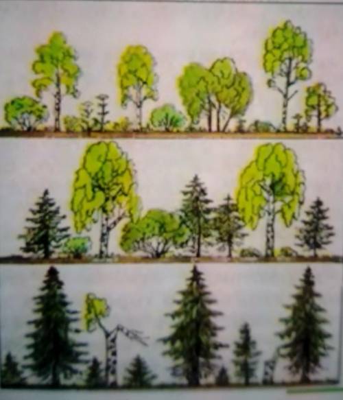 Как нарисовать широколиственные леса