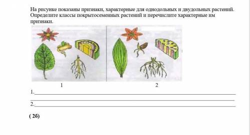 Для какого из изображенных растений характерно. Характерные признаки класса Однодольные. Характерные признаки двудольных и однодольных растений рисунок. Признак характерный для класса двудольных растений. Признак характерный для класса однодольных растений.