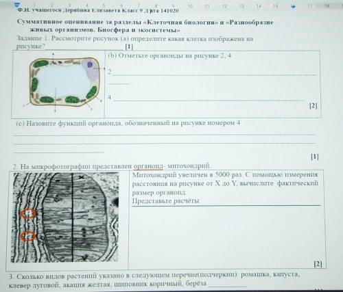 Рассмотрите рисунок растительной клетки какая структура клетки обозначена на рисунке а 2 вариант