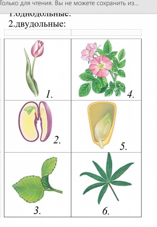 К двудольным относятся следующие растения. Двудольные растения. Модели цветков однодольных и двудольных растений. Покрытосеменные Однодольные и двудольные. Однодольные и двудольные растения рисунок.