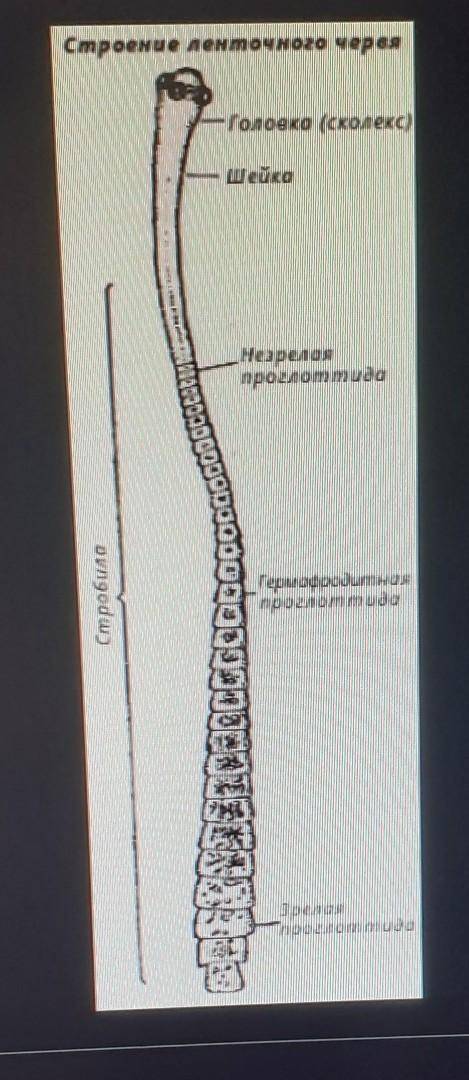 Строение ленточных червей фото