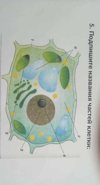 Биология 24. Название клеток. Строение клетки без названий. Растительная клетка с названиями. Подпишите названия клеточная.