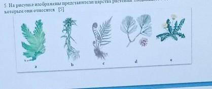 Представитель какого царства растения изображен на рисунке