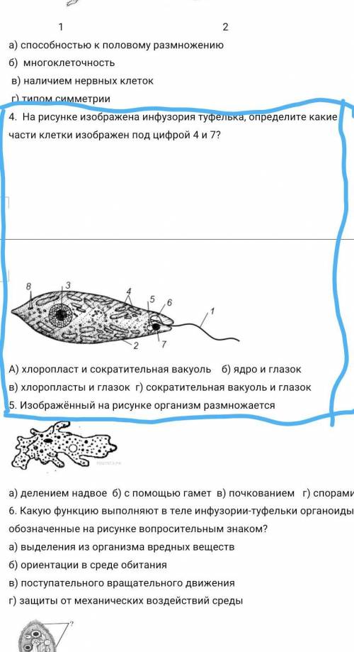 Рассмотрите клетку изображенную на рисунке и укажите