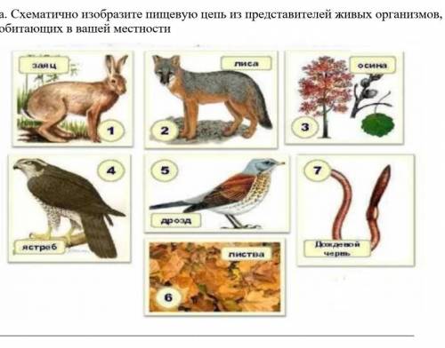 На рисунке схематично изображена связь животного с окружающей средой