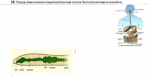 На рисунке изображены органы пищеварения беспозвоночных жвачных. Пищеварительная система дождевого червя состоит из. Особенности пищеварительной системы беспозвоночных. Строение пищеварительной системы простейших. Строение пищеварительной системы Панда.