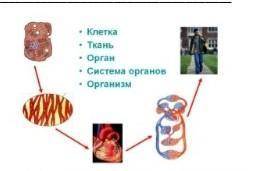 Презентация ткани органы и системы органов человека