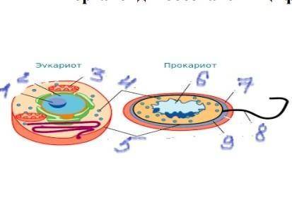 Рассмотрите изображение на рисунке клетки определите какими буквами обозначены прокариотическая