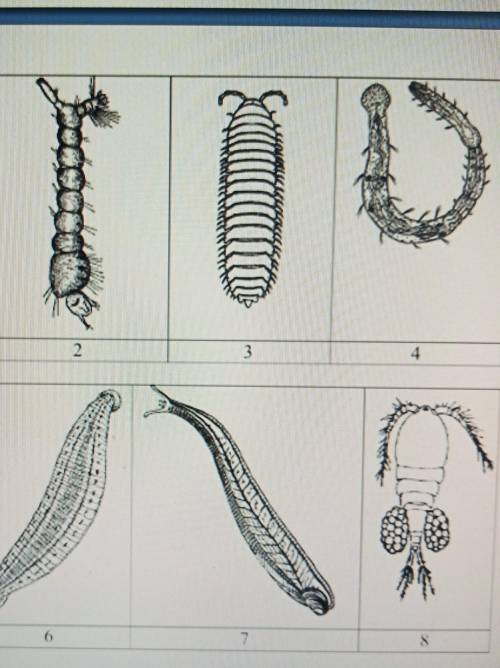 К плоским червям не относятся животные изображенные на рисунке