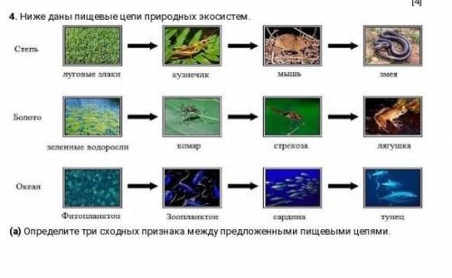 Цепи питания природных зон. Пищевые цепи природных зон. Пищевые цепи из природных зон. Пищевая цепочка одной из природных зон. Цепи питание по каждой природной зоне.