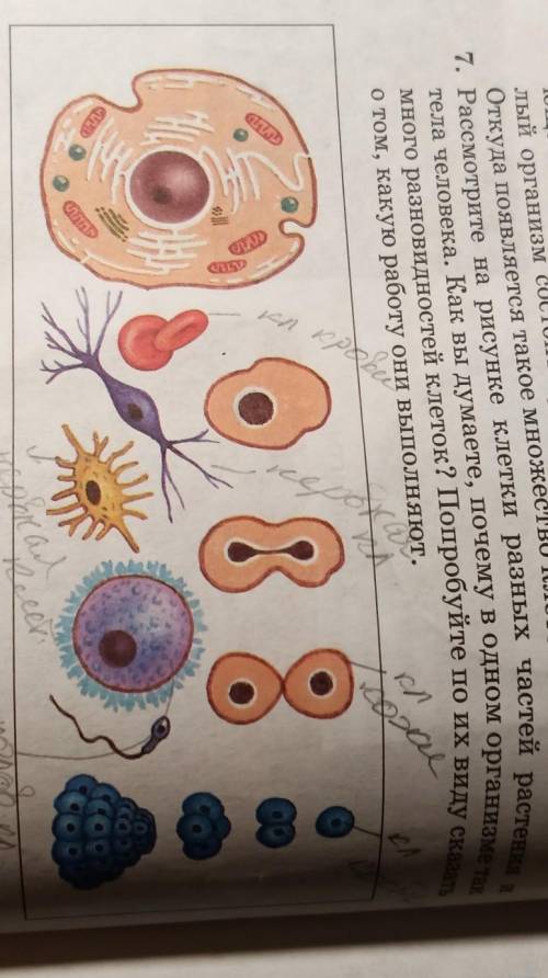 Клетки разных цветов. Клетки разных частей растения и тела человека. Клетки разных частей растений и человека. Рассмотрите на рисунке клетки разных частей. Рассмотрите на рисунке клетки разных частей растения и тела человека.