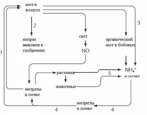 Цикл азота схема денитрификация нитрификация. Круговорот азота нитрификация. Общая схема процесса нитрификации. Процесс азотфиксации схема.