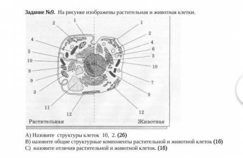 На рисунке изображена растительная клетка ответь на вопросы