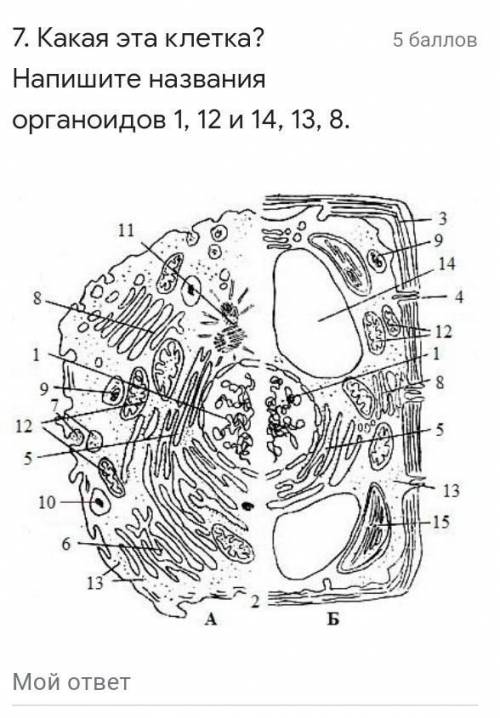 Эукариотическая клетка строение. Схема строения эукариотической растительной клетки. Схема строения эукариотической клетки растительной и животной. Схема строения эукариотической клетки рисунок. Строение эукариотической клетки черно-белые.